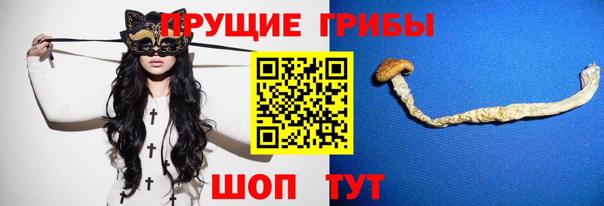 Псилоцибиновые грибы Psilocybine cubensis Среднеуральск